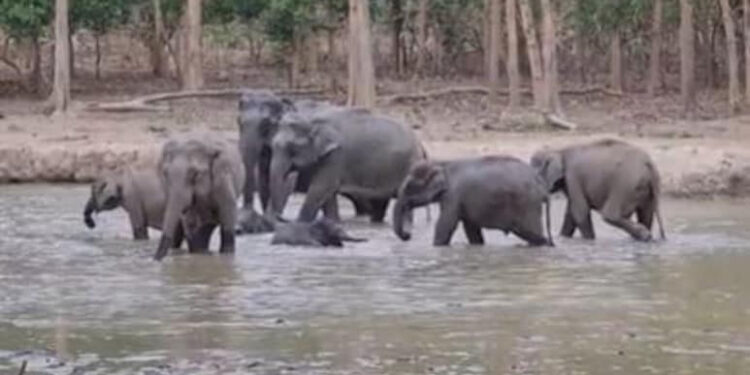 Deaths Of 15 Elephants In Kenya’s National Park Spark Investigation