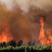Nearly 3,000 Evacuated As Wildfires Sweep Across France