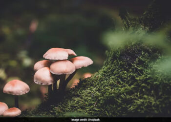 13 Children Found In 'Zombie' State After Eating 'Mushroom-Laced Edibles' At Camp In New Jersey 3 13 Children Found In ‘Zombie’ State After Eating ‘Mushroom-Laced Edibles’ At Camp In New Jersey