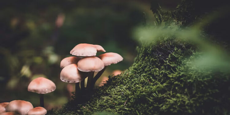 13 Children Found In 'Zombie' State After Eating 'Mushroom-Laced Edibles' At Camp In New Jersey 1 13 Children Found In ‘Zombie’ State After Eating ‘Mushroom-Laced Edibles’ At Camp In New Jersey