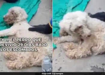 “Miracle”: Dog Found Alive After 29 Days Trapped Beneath Earthquake Rubble In Venezuela