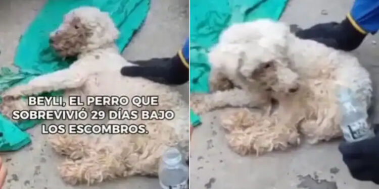 “Miracle”: Dog Found Alive After 29 Days Trapped Beneath Earthquake Rubble In Venezuela