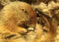This super-cooled squirrel could revolutionise emergency care