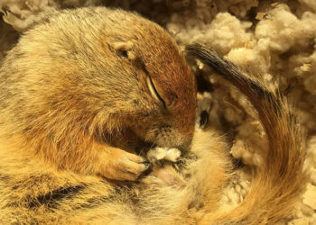 This super-cooled squirrel could revolutionise emergency care