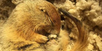 This super-cooled squirrel could revolutionise emergency care