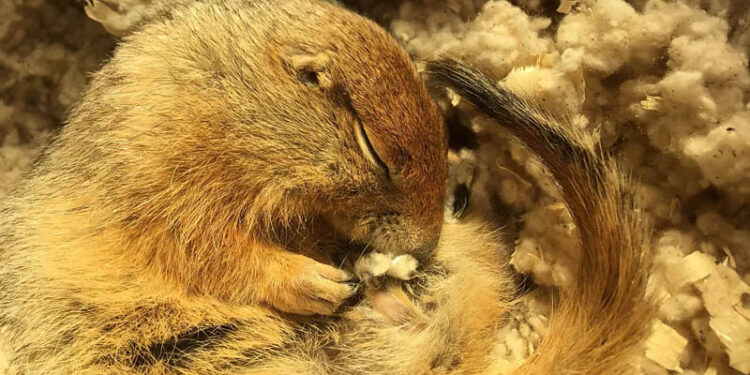 This super-cooled squirrel could revolutionise emergency care