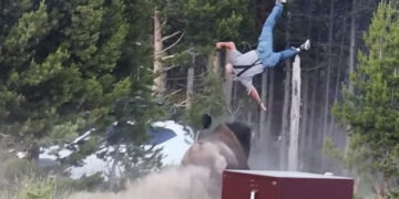 Tourist Injured After Bison Tosses Him 8 Feet Into The Air At Yellowstone Park