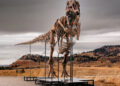 T. rex could become most expensive fossil ever – but it’s a ​problem for scientists