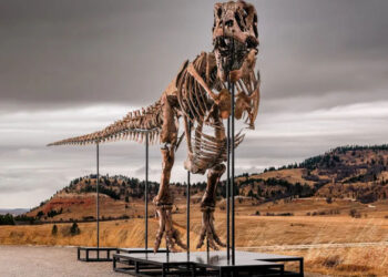 T. rex could become most expensive fossil ever - but it's a problem for scientists 7 T. rex could become most expensive fossil ever – but it’s a problem for scientists