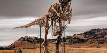 T. rex could become most expensive fossil ever – but it’s a ​problem for scientists