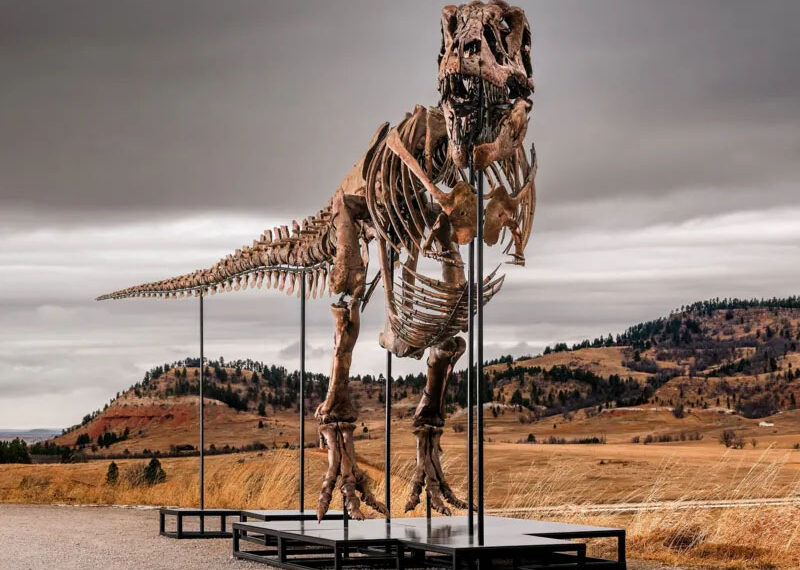 T. rex could become most expensive fossil ever – but it’s a ​problem for scientists