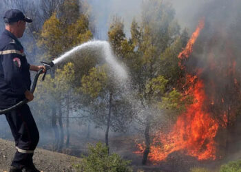 At least 12 dead as wildfires sweep through northern Algeria