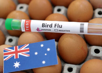Australia confirms first H5N1 bird flu case in mammal as outbreak spreads