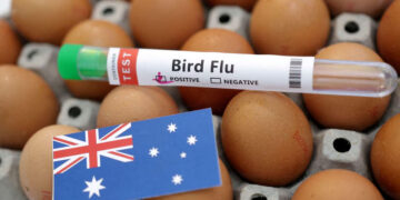 Australia confirms first H5N1 bird flu case in mammal as outbreak spreads