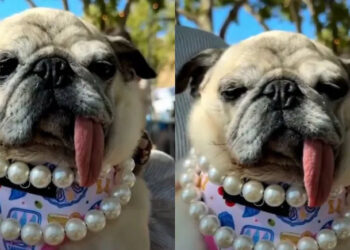 6-Year-Old Pug Jinny Lu Wins 2026 World's Ugliest Dog Contest 2 6-Year-Old Pug Jinny Lu Wins 2026 World’s Ugliest Dog Contest