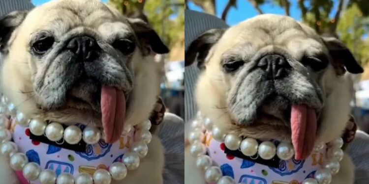6-Year-Old Pug Jinny Lu Wins 2026 World's Ugliest Dog Contest 1 6-Year-Old Pug Jinny Lu Wins 2026 World’s Ugliest Dog Contest