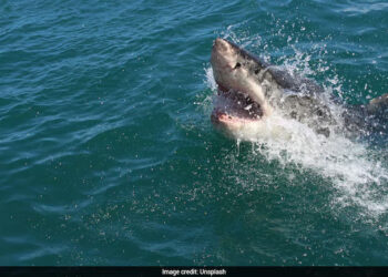 Australian Man Killed By Great White Shark As Authorities Issue Rare Kill Order 5 Australian Man Killed By Great White Shark As Authorities Issue Rare Kill Order