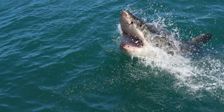 Australian Man Killed By Great White Shark As Authorities Issue Rare Kill Order 1 Australian Man Killed By Great White Shark As Authorities Issue Rare Kill Order