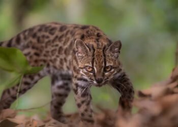 In A First In Over A Century, New Cat Species Identified In Bolivia