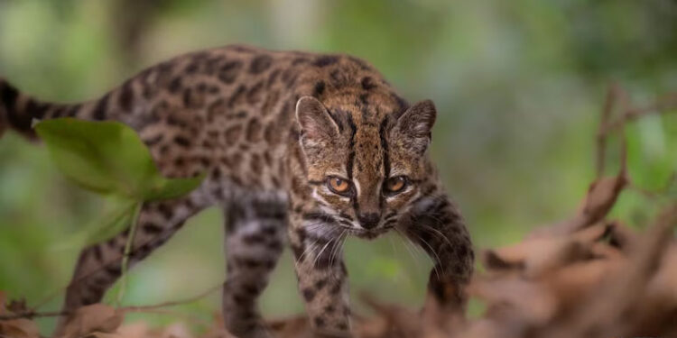 In A First In Over A Century, New Cat Species Identified In Bolivia 1 In A First In Over A Century, New Cat Species Identified In Bolivia