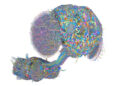 From dancing to playing poker, is there anything fruit fly brain can’t do?