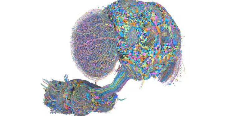 From dancing to playing poker, is there anything fruit fly brain can't do? 1 From dancing to playing poker, is there anything fruit fly brain can’t do?
