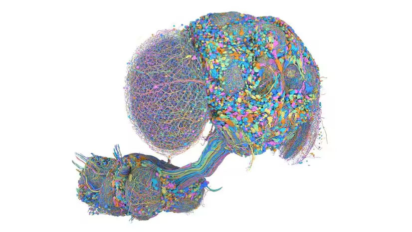 From dancing to playing poker, is there anything fruit fly brain can’t do?