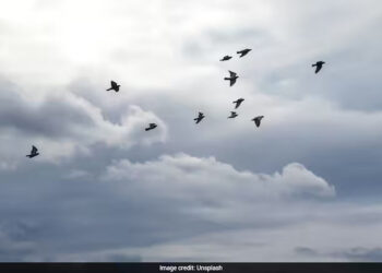 NATO Jets Scramble To Intercept Drone, Discover It’s Just Birds
