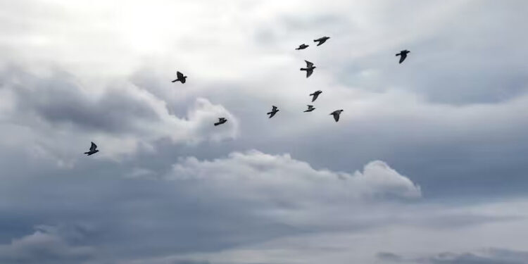 NATO Jets Scramble To Intercept Drone, Discover It's Just Birds 1 NATO Jets Scramble To Intercept Drone, Discover It’s Just Birds