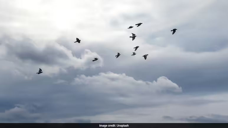 NATO Jets Scramble To Intercept Drone, Discover It’s Just Birds