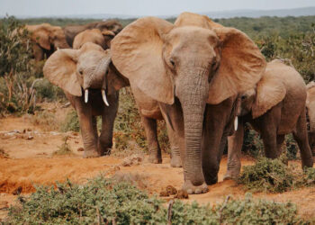 Poacher Hunting Animals In Kruger National Park Killed After Encounter With Elephant Herd 5 Poacher Hunting Animals In Kruger National Park Killed After Encounter With Elephant Herd