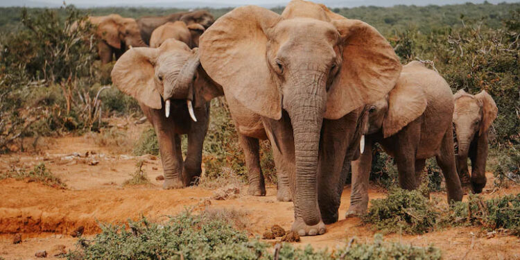 Poacher Hunting Animals In Kruger National Park Killed After Encounter With Elephant Herd