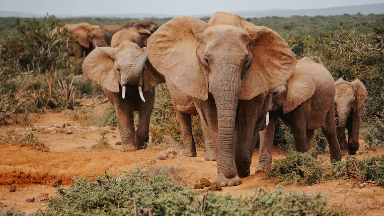 Poacher Hunting Animals In Kruger National Park Killed After Encounter With Elephant Herd