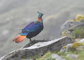 A beautiful Himalayan bird is changing its voice due to human activity, research shows 2 A beautiful Himalayan bird is changing its voice due to human activity, research shows