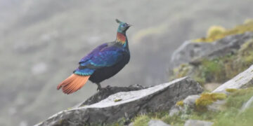 A beautiful Himalayan bird is changing its voice due to human activity, research shows
