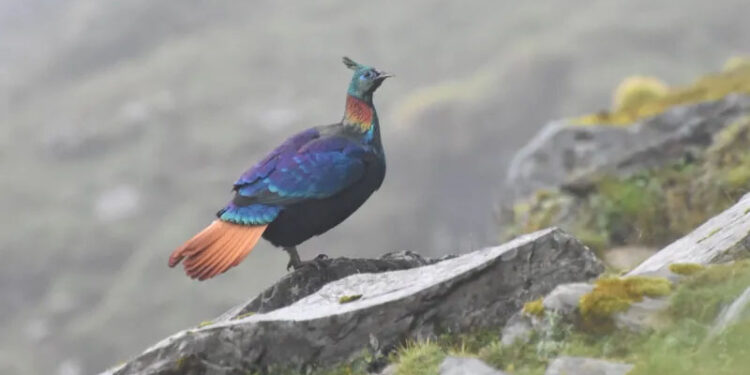 A beautiful Himalayan bird is changing its voice due to human activity, research shows 1 A beautiful Himalayan bird is changing its voice due to human activity, research shows