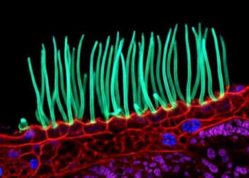 Tiny image sparks big backlash in Nikon photo contest