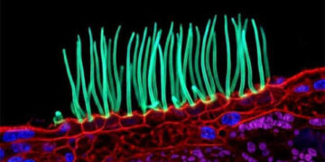 Tiny image sparks big backlash in Nikon photo contest