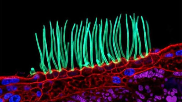 Tiny image sparks big backlash in Nikon photo contest 1 Tiny image sparks big backlash in Nikon photo contest