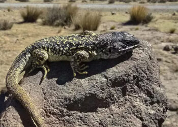Peru, Home To 296 Species Of lizard, Finds One More – Andean Lizard