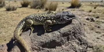 Peru, Home To 296 Species Of lizard, Finds One More – Andean Lizard