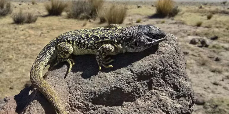 Peru, Home To 296 Species Of lizard, Finds One More - Andean Lizard 1 Peru, Home To 296 Species Of lizard, Finds One More – Andean Lizard